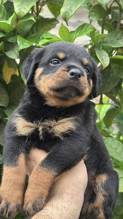 Rottweiler Female Puppy