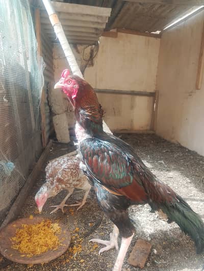 aseel breeder pair