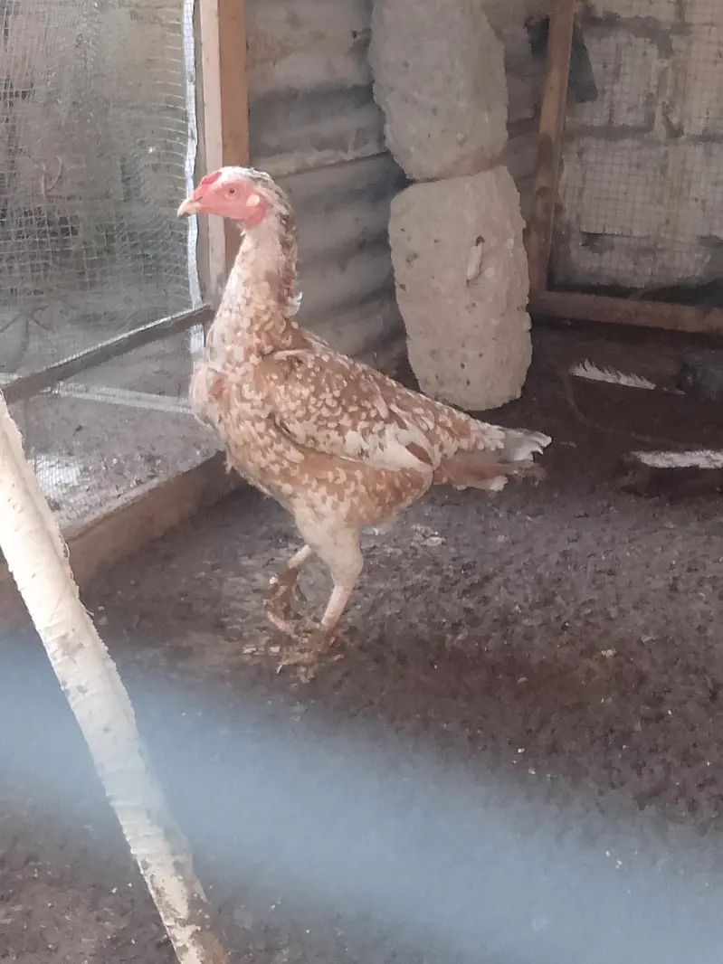aseel breeder pair — photo 2