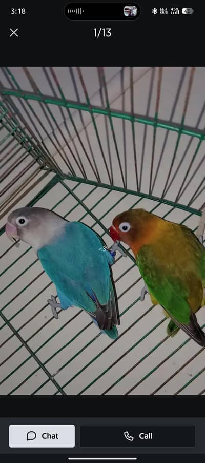 love birds