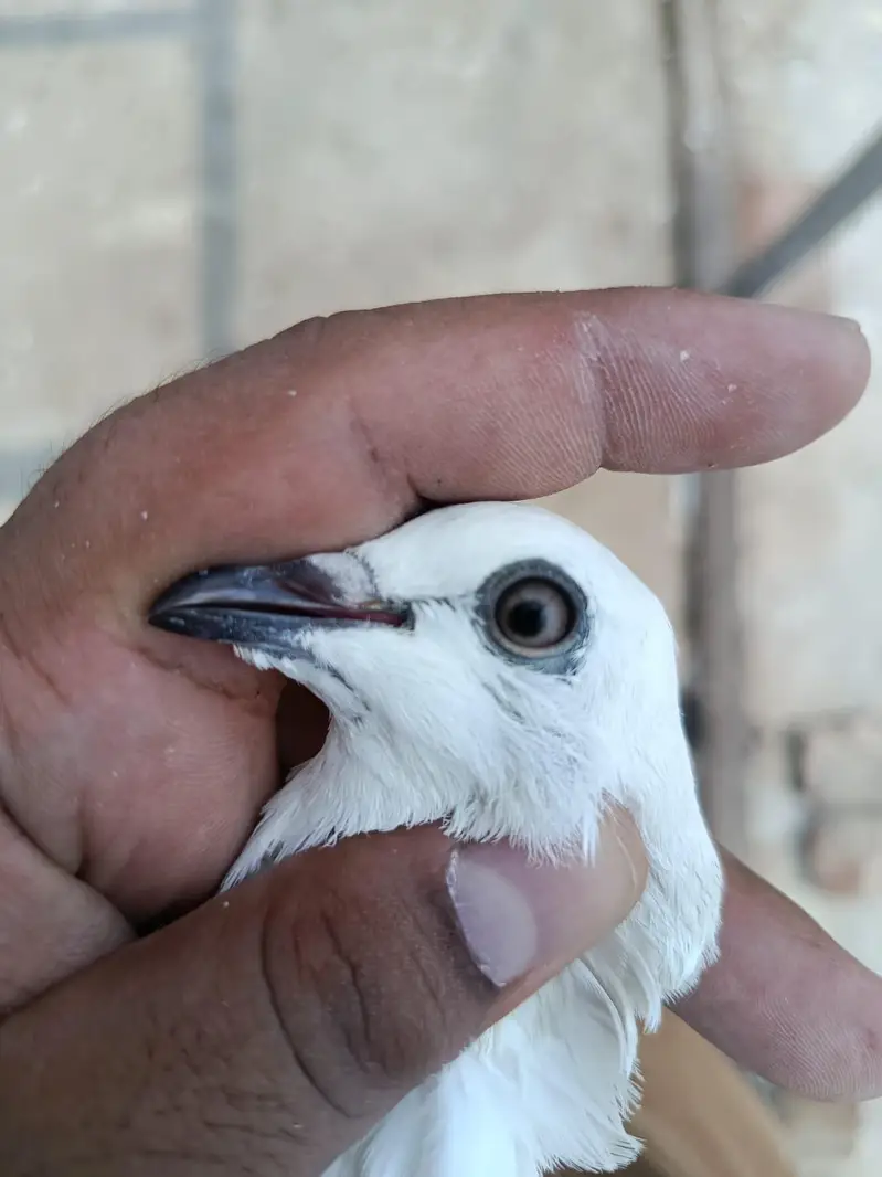 Sialkoti Weshi Breedar Pathi — photo 3
