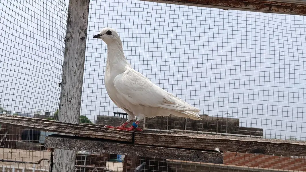 Sialkoti Weshi Breedar Pathi — photo 4