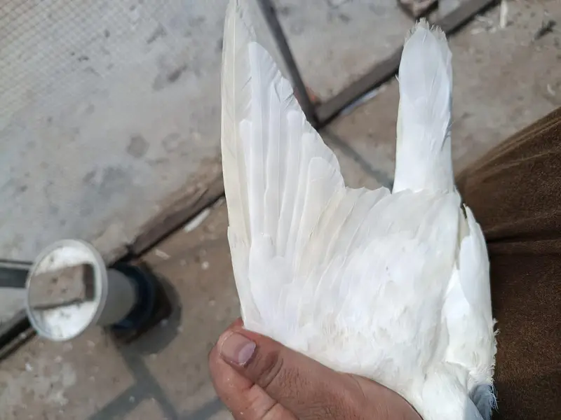 Sialkoti Weshi Breedar Pathi — photo 6