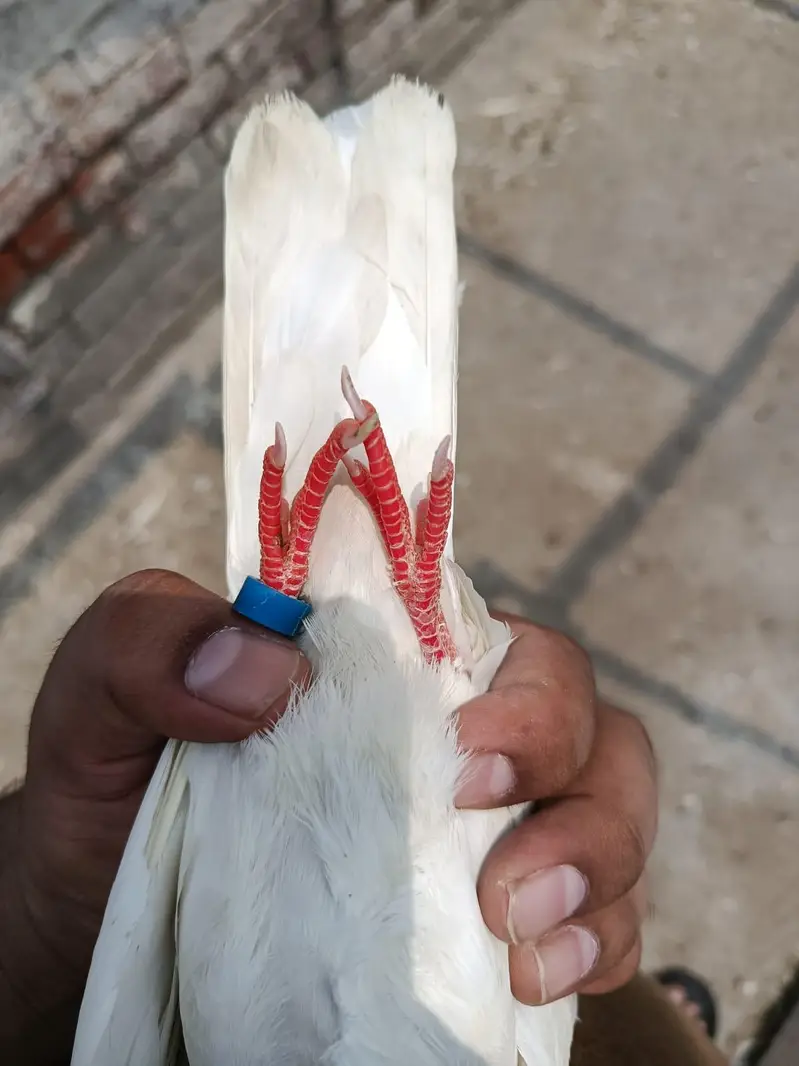 Sialkoti Weshi Breedar Pathi — photo 7