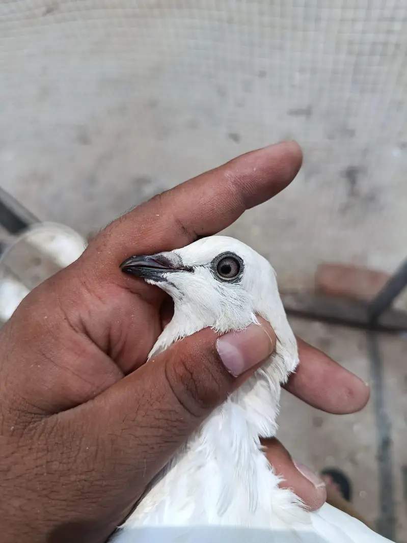 Sialkoti Weshi Breedar Pathi — photo 8