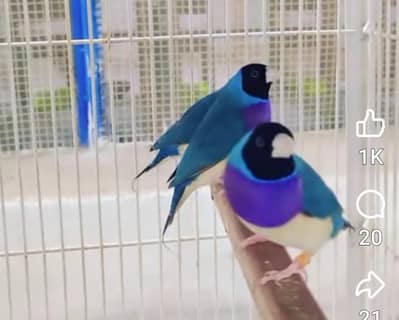 Lady Gouldian Mutations
