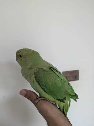 green parrot ringneck