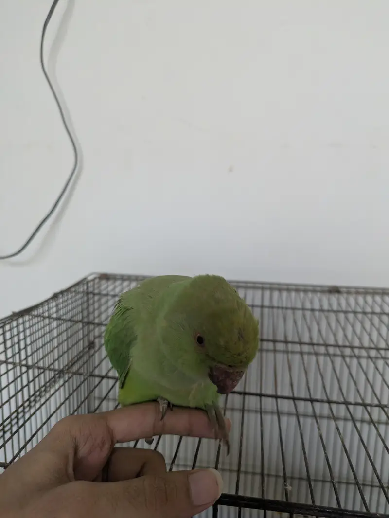 green parrot ringneck — photo 2