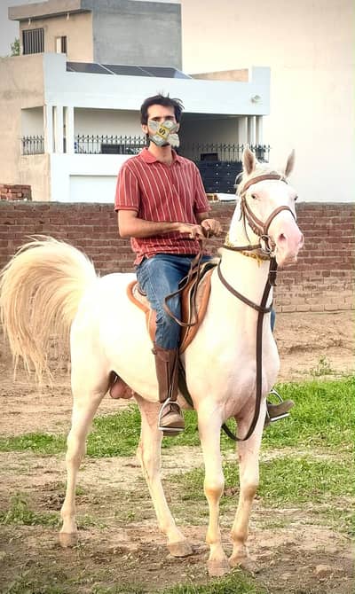 Chaalbaaz chaanfi Nukra wachera 3years (White Horse) Son of Jagsinghar