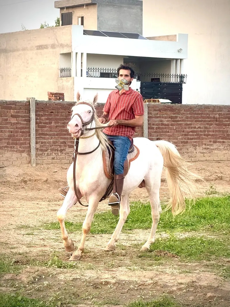 Chaalbaaz chaandi Nukra wachera 3years (White Horse) Son of Jagsinghar — photo 2