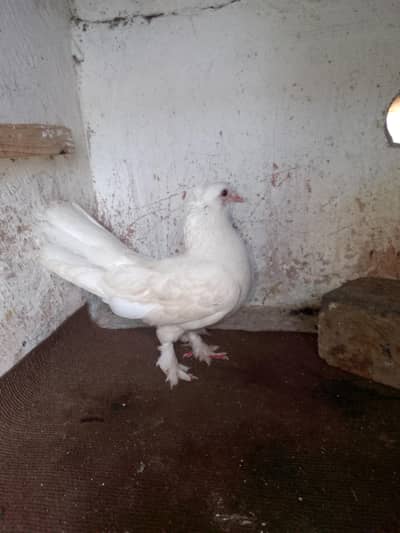 pure white lakha fancy Kabutar pigeon for sale