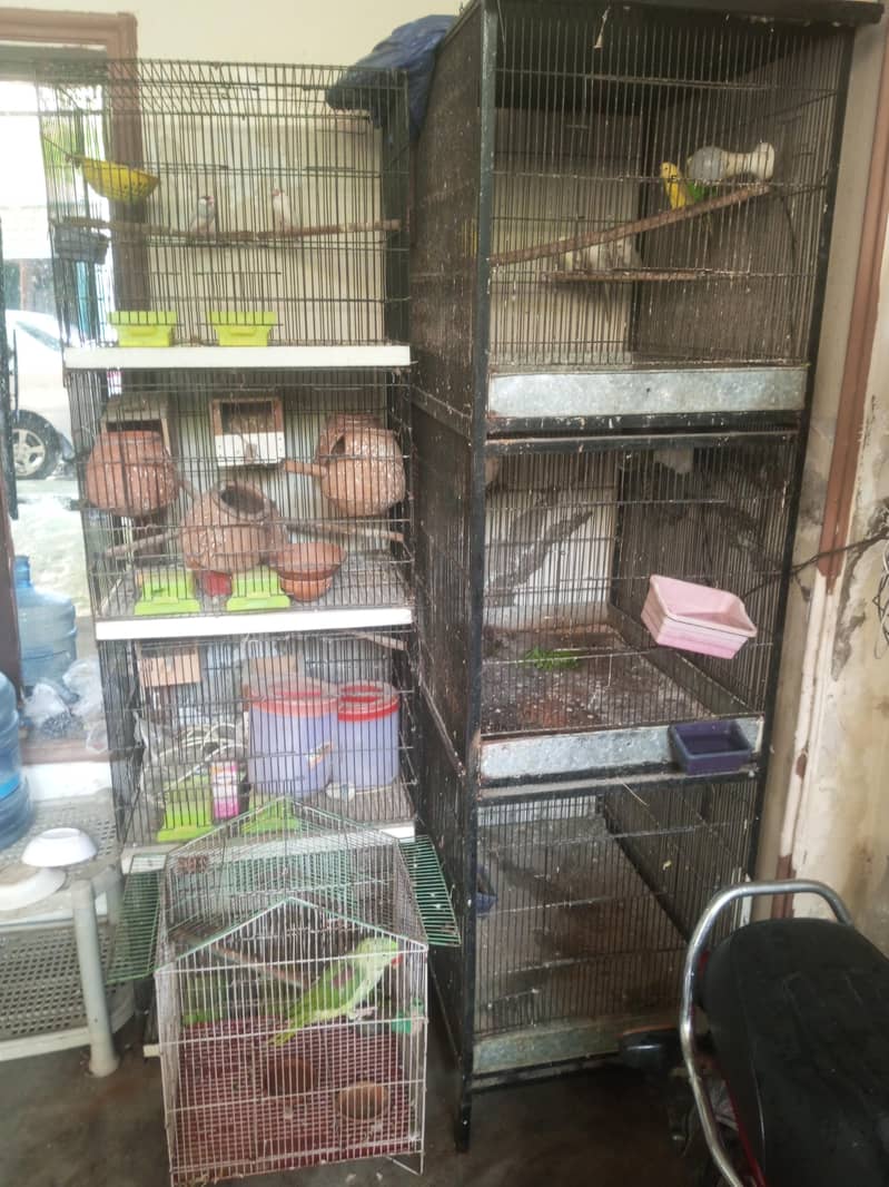 طوطوں کے پنجرے 1