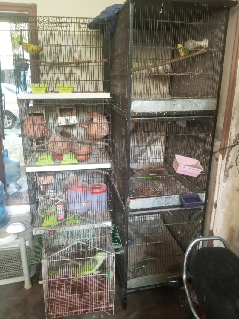 طوطوں کے پنجرے — photo 2