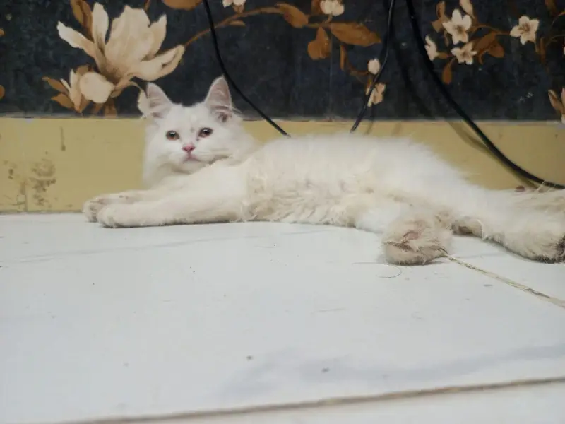 white cute Persian cat — photo 3