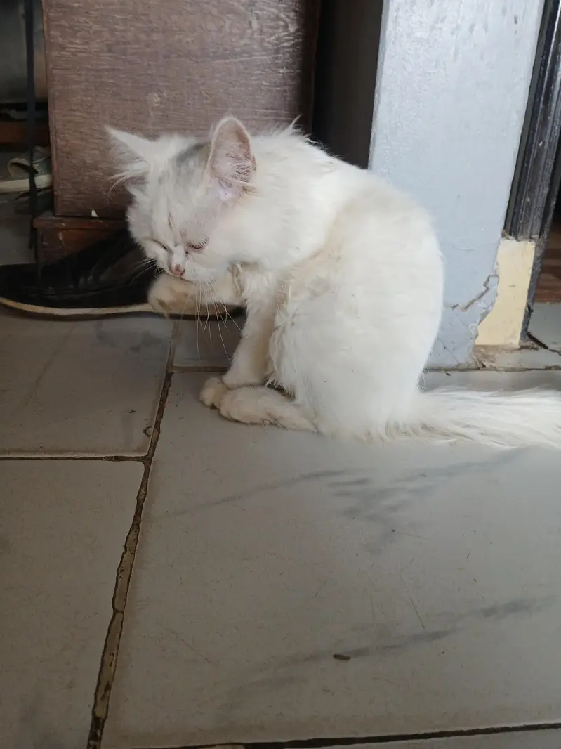 white cute Persian cat — photo 4