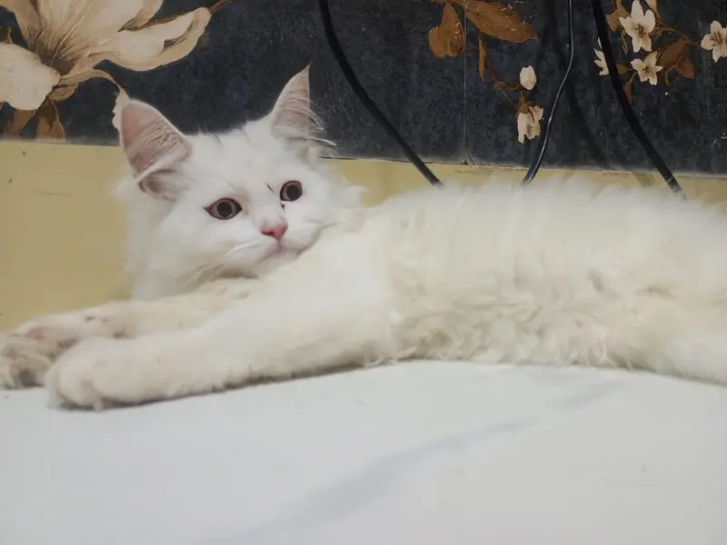 white cute Persian cat — photo 2