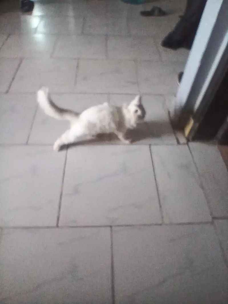 white cute Persian cat — photo 5