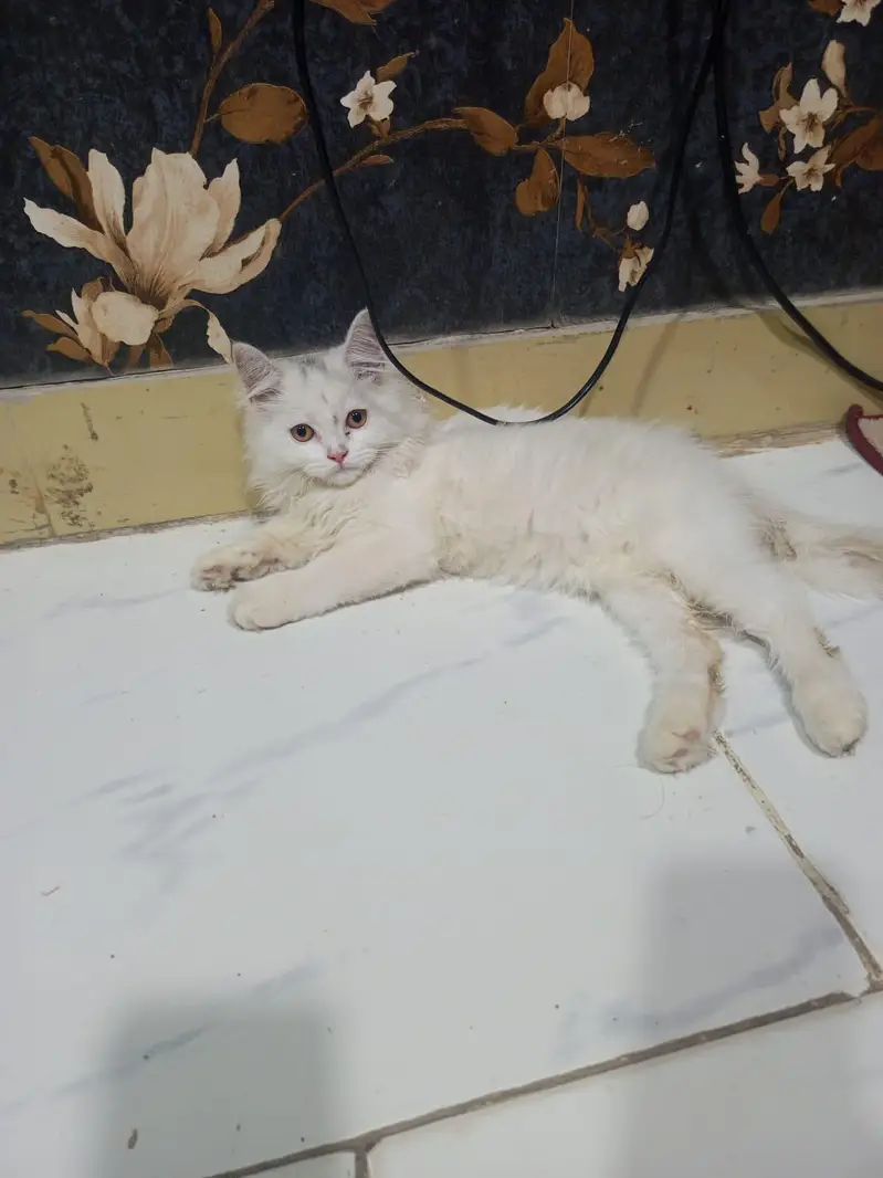 white cute Persian cat — photo 6