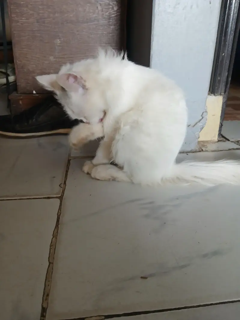 white cute Persian cat — photo 7