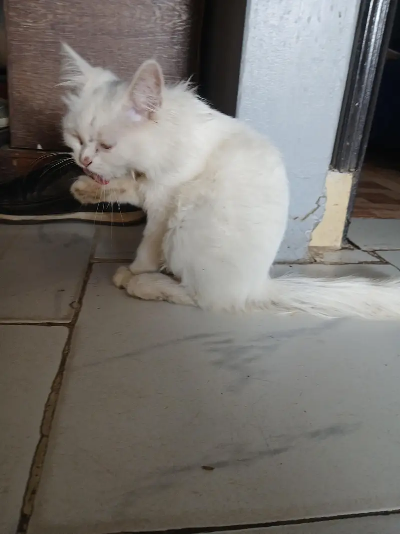 white cute Persian cat — photo 8