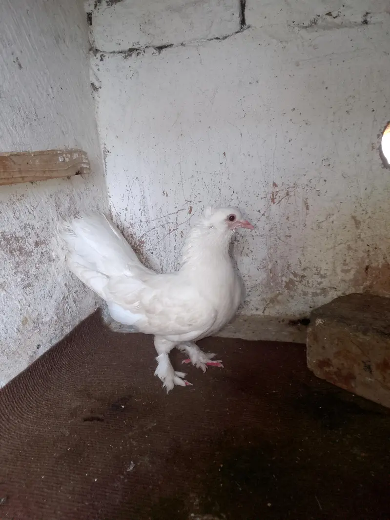 pure white lakha fancy Kabutar pigeon for sale — photo 2