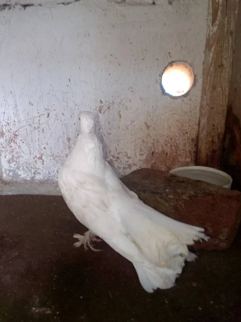 pure white lakha fancy Kabutar pigeon for sale — photo 3