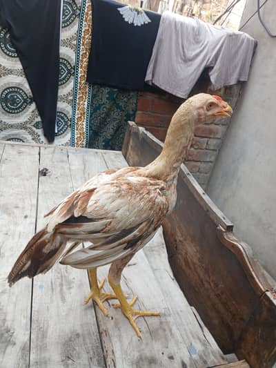Laraka Aseel patha for sale