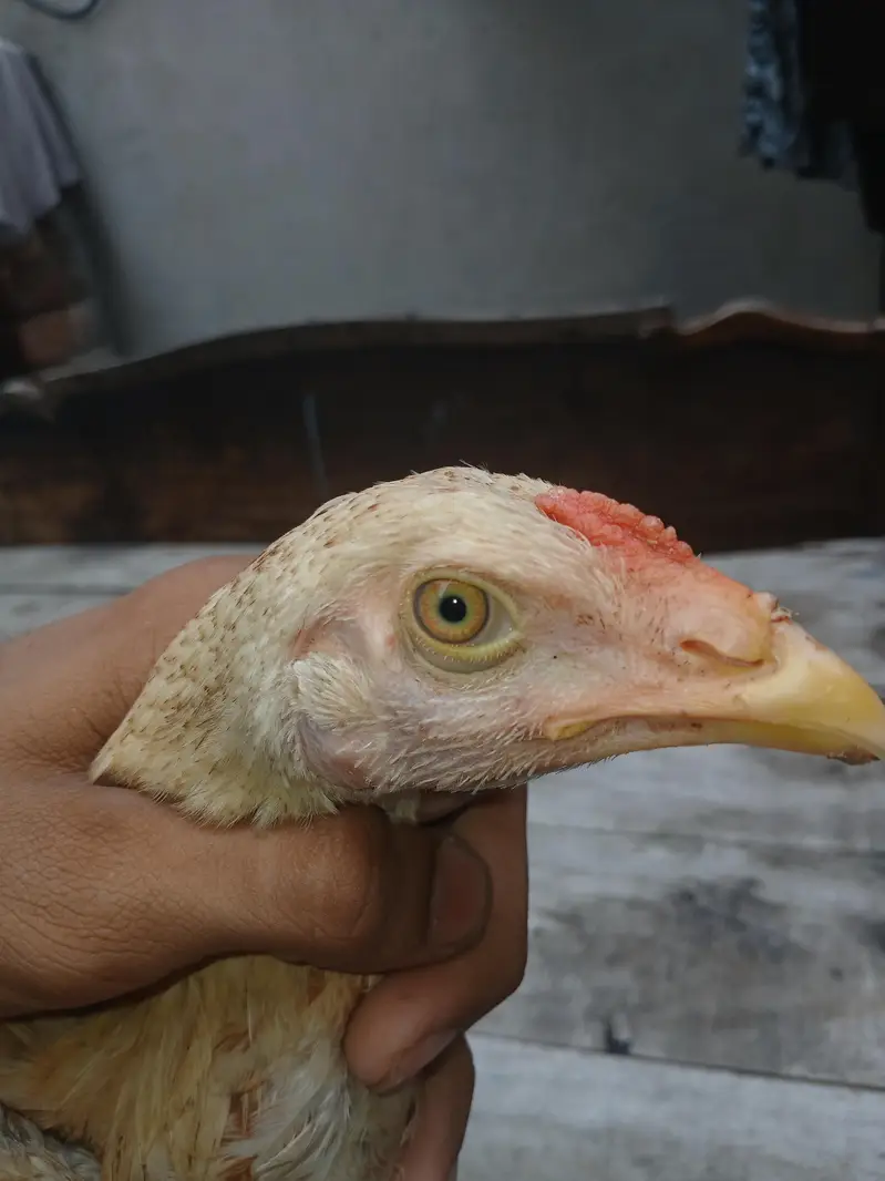Laraka Aseel patha for sale — photo 3