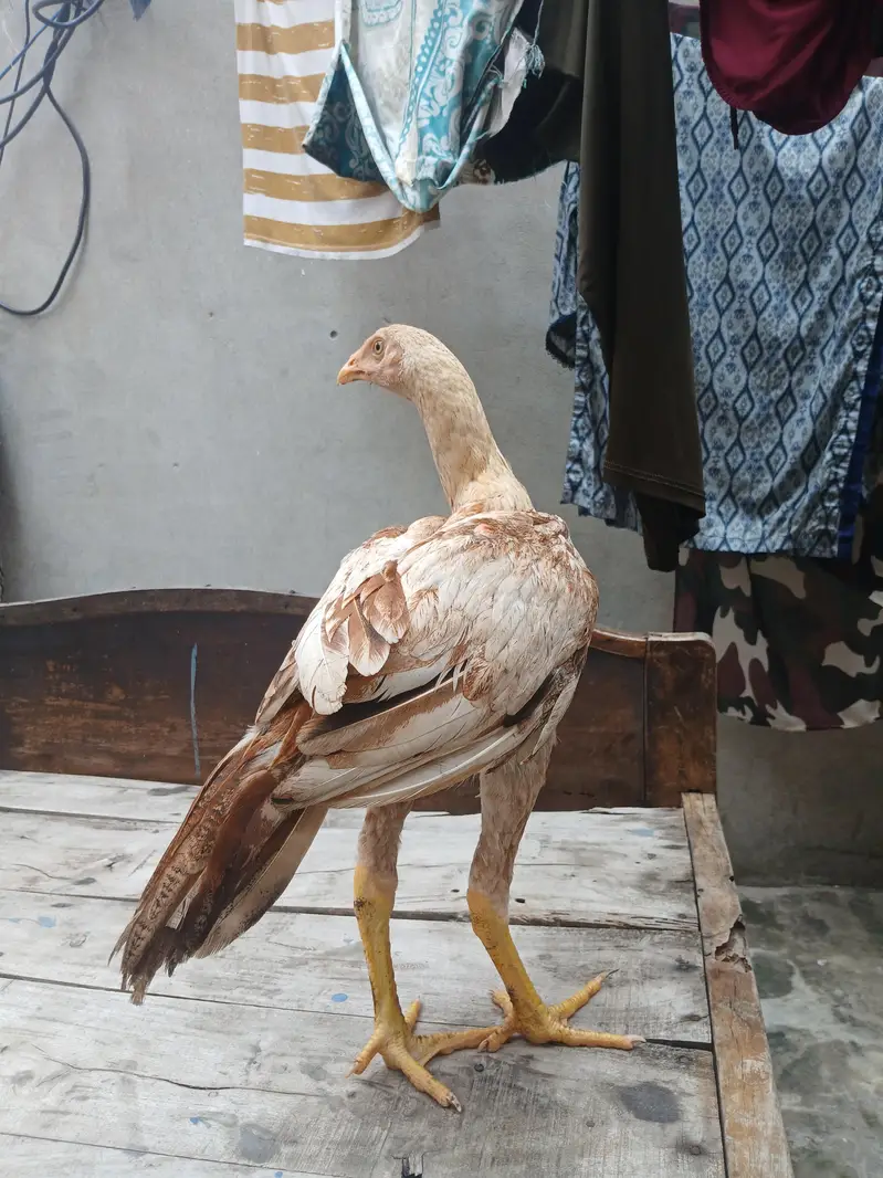 Laraka Aseel patha for sale — photo 4