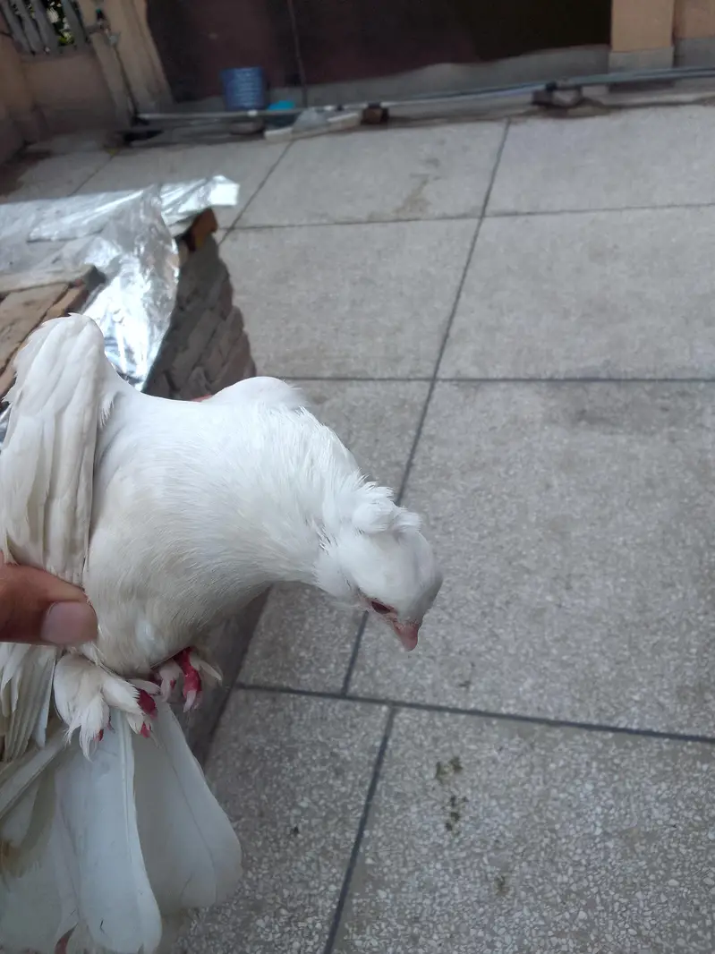 pure white lakha fancy Kabutar pigeon for sale — photo 5