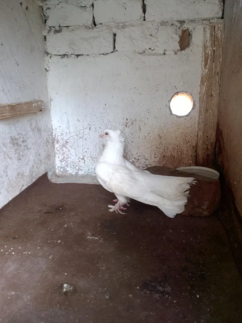 pure white lakha fancy Kabutar pigeon for sale — photo 6