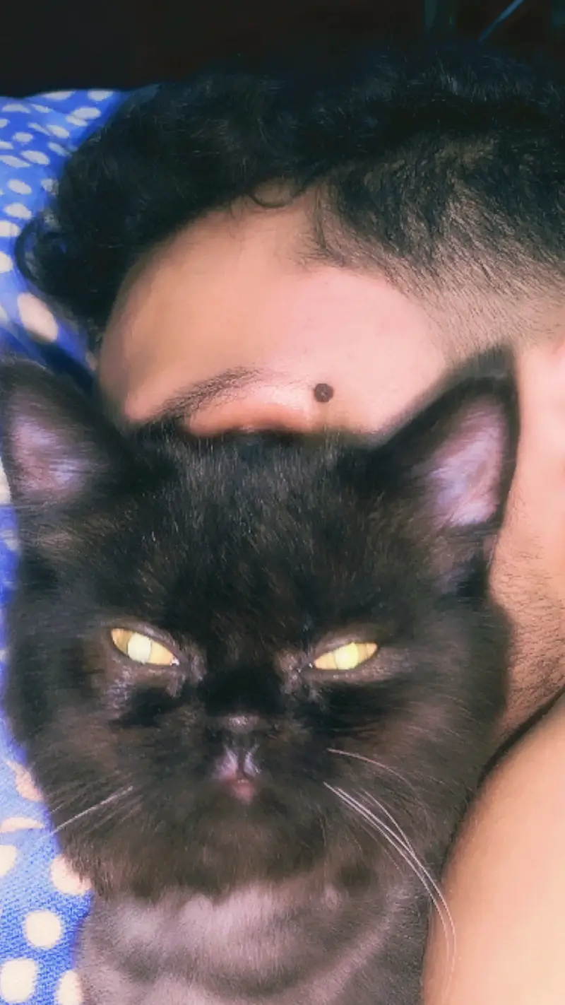 Persion female cat for sale — photo 2