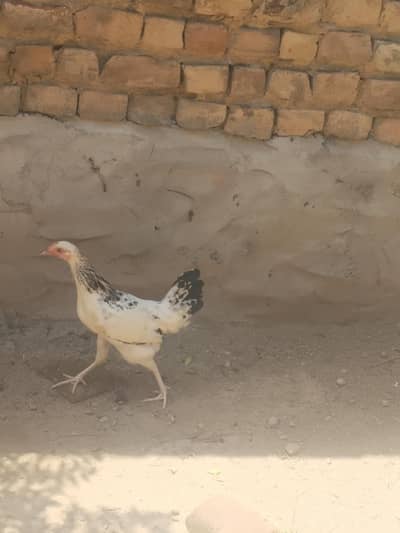 desi pathi/ murgi for sale/ pathi /pathi for sale