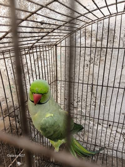 khata parrot and telling