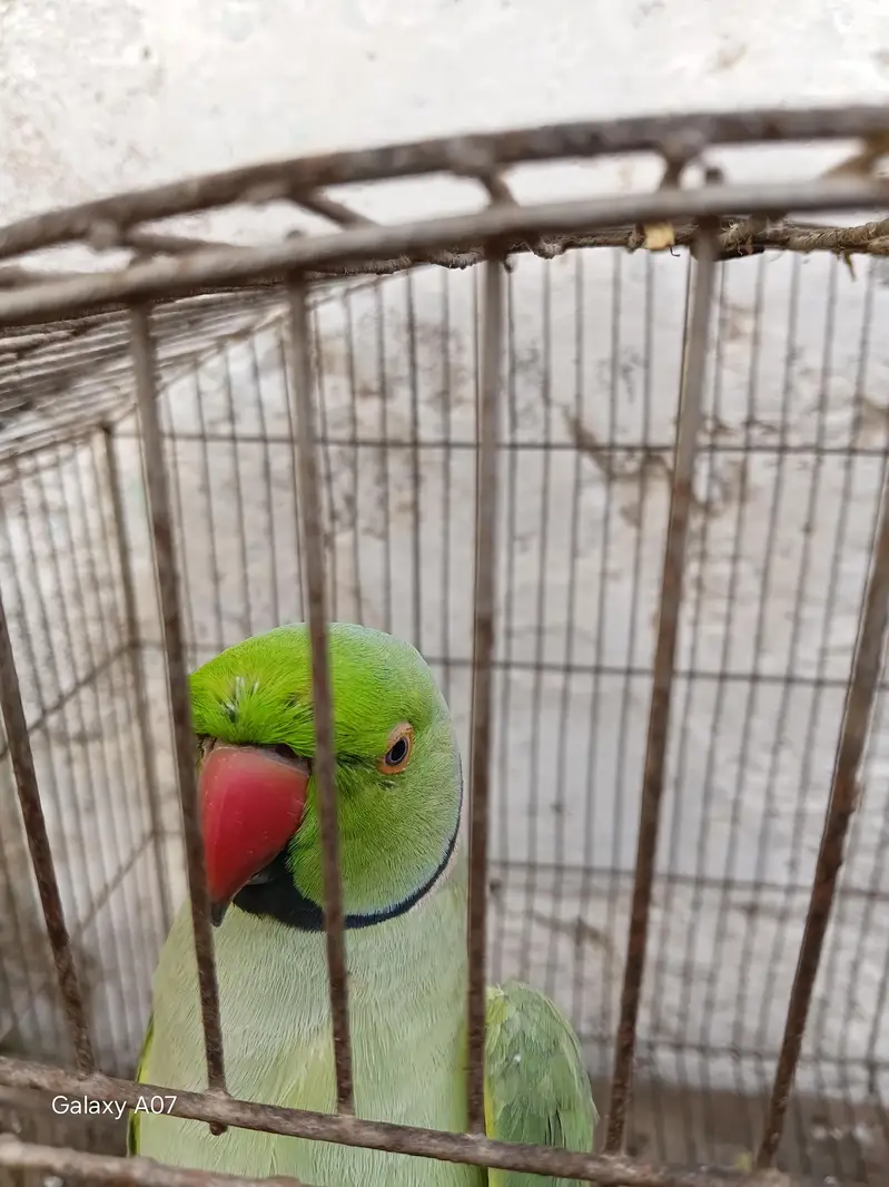 khata parrot and telling — photo 2