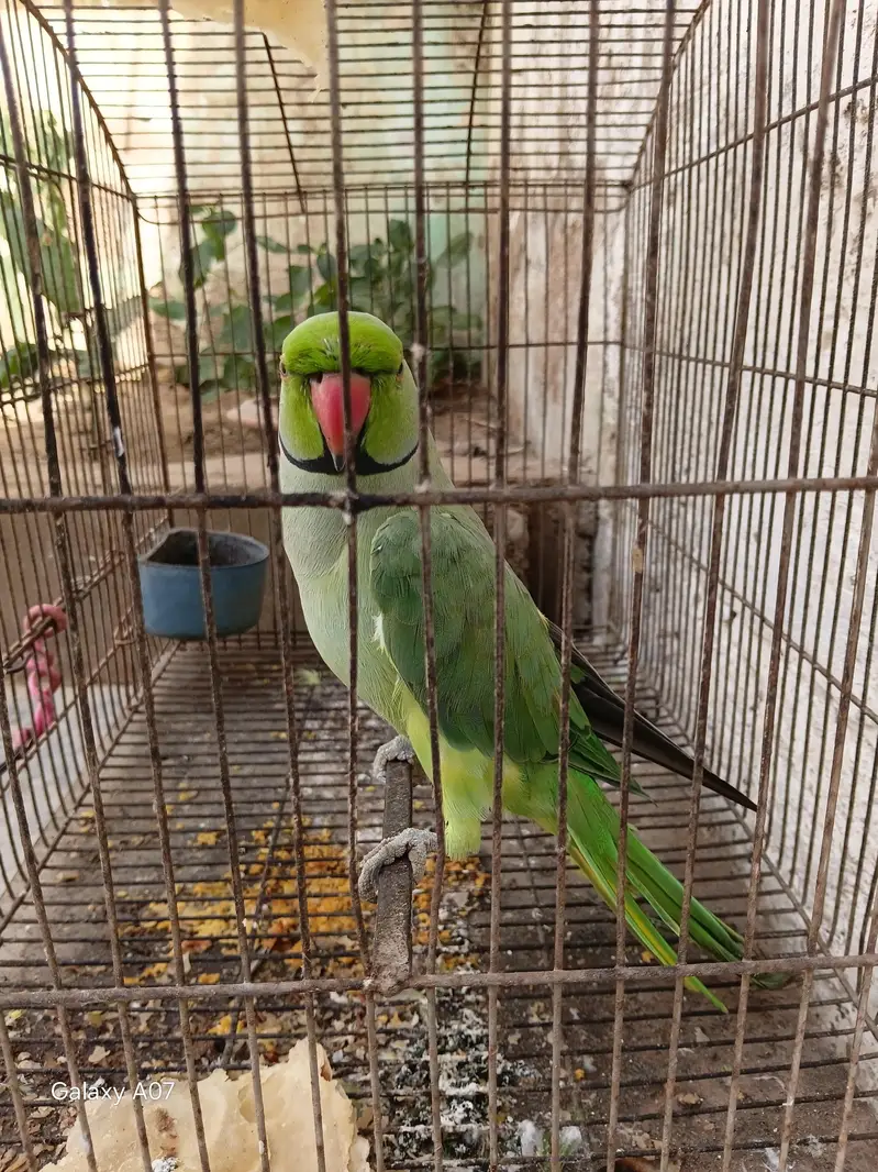 khata parrot and telling — photo 3