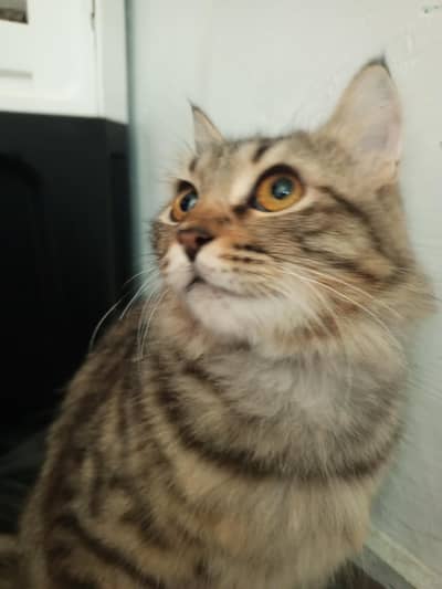 Persian Grey & Black Cat for Sale – Healthy, Beautiful & Friendly