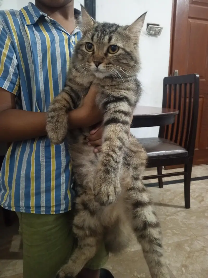 Persian Grey & Black Cat for Sale – Healthy, Beautiful & Friendly — photo 2