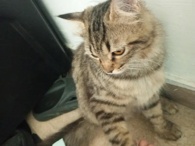 Persian Grey & Black Cat for Sale – Healthy, Beautiful & Friendly — photo 3