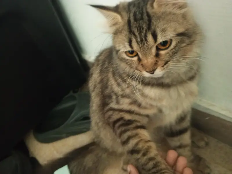 Persian Grey & Black Cat for Sale – Healthy, Beautiful & Friendly — photo 5