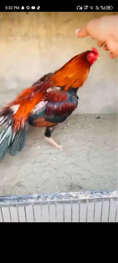 asal sale