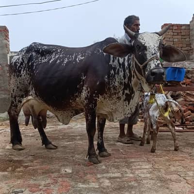 Cholistani Cow For Sale
