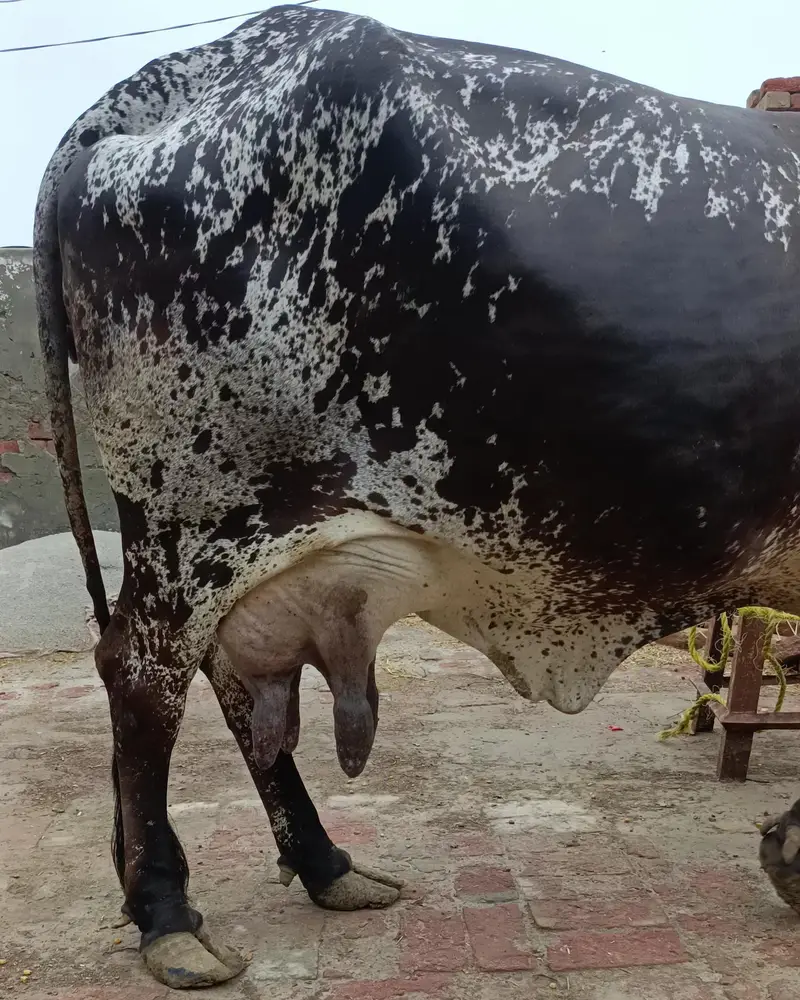 Cholistani Cow For Sale — photo 2