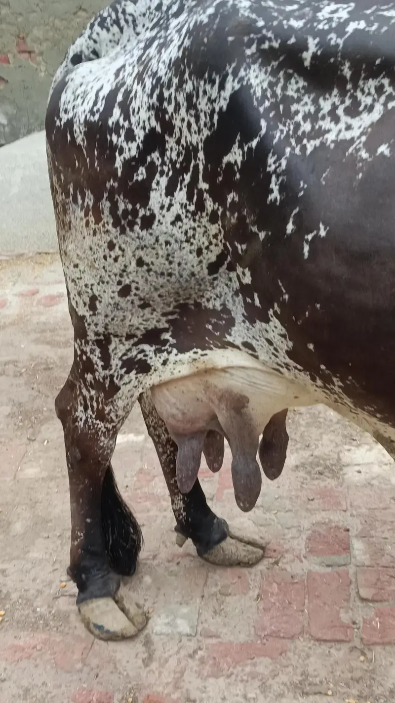 Cholistani Cow For Sale — photo 3