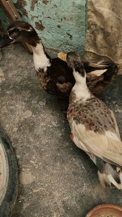 Muscovy ducks pair