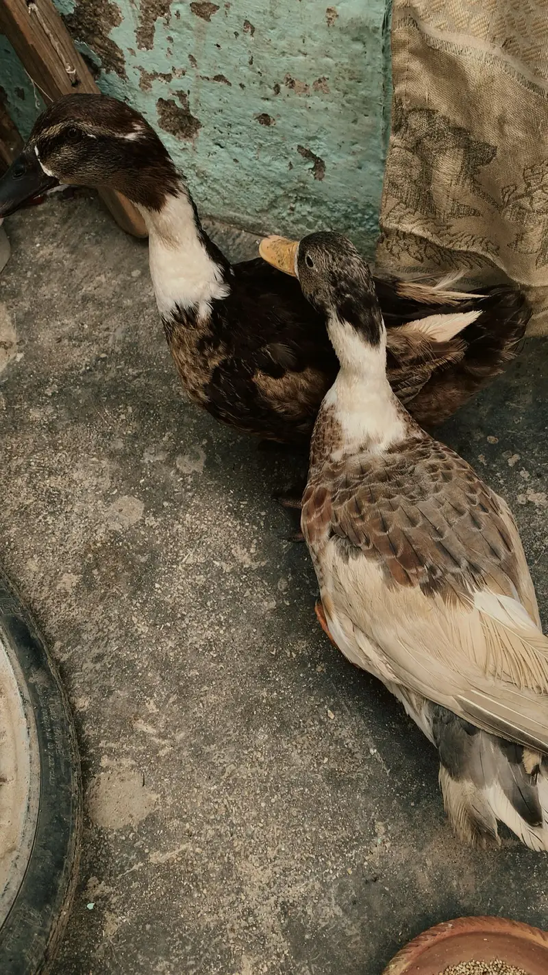 Muscovy ducks pair