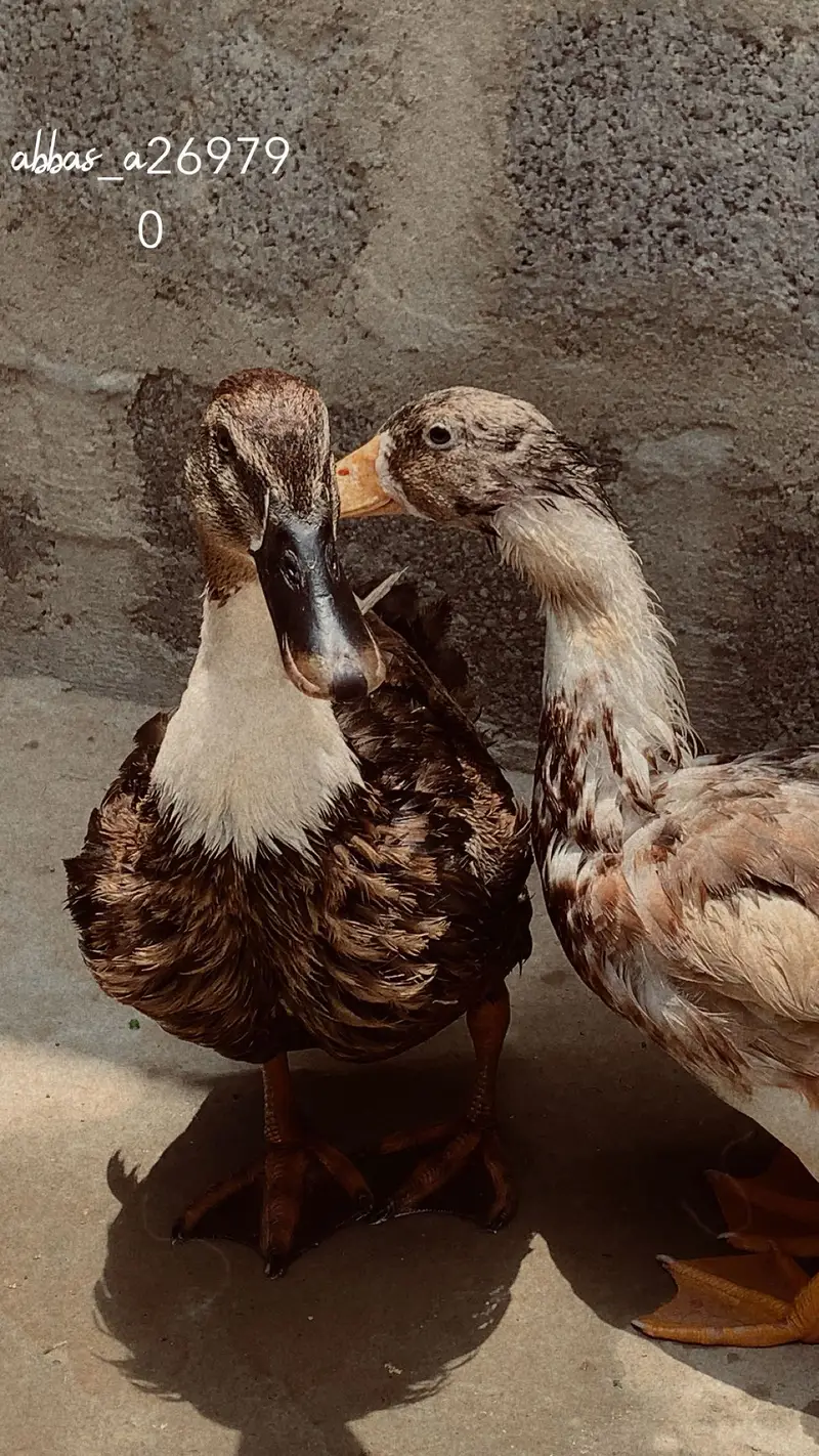 Muscovy ducks pair — photo 3