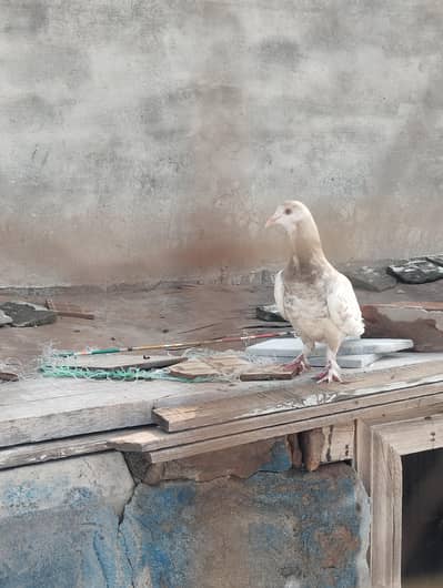sharzi female for sale