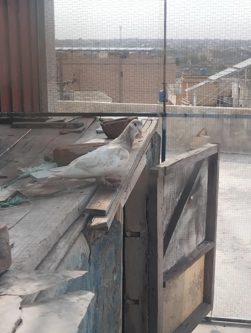 sharzi female for sale — photo 2