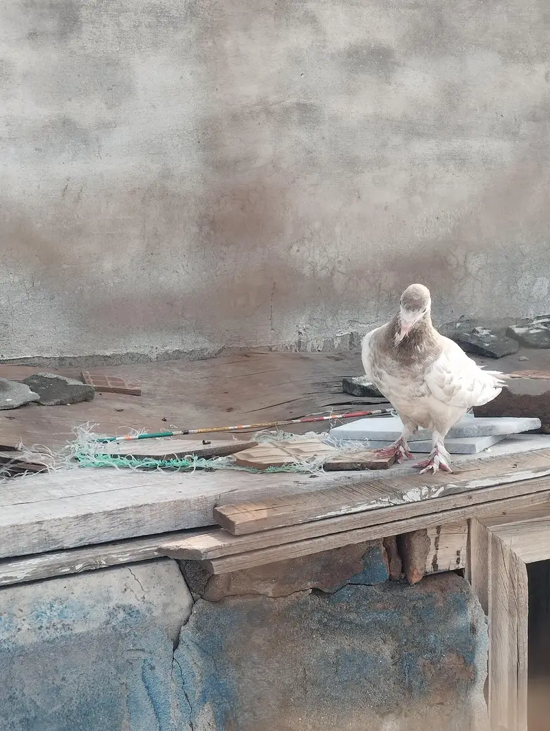 sharzi female for sale — photo 3